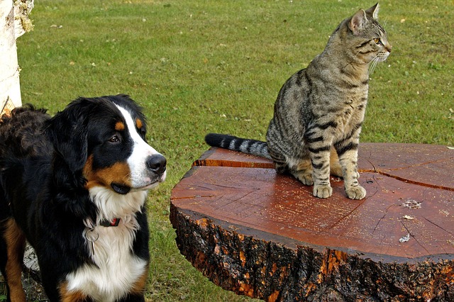 dog&cat2