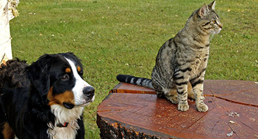 dogcat2_370