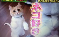 突撃コロシアム　猫好き５０人