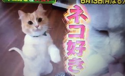 突撃コロシアム　猫好き５０人