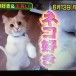 突撃コロシアム　猫好き５０人