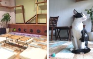 nekosalon