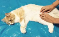 まろんアイキャッチ画像