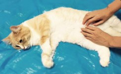 まろんアイキャッチ画像