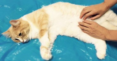 まろんアイキャッチ画像