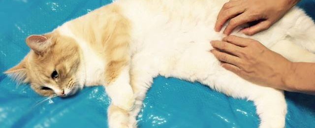 まろんアイキャッチ画像