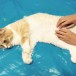 まろんアイキャッチ画像