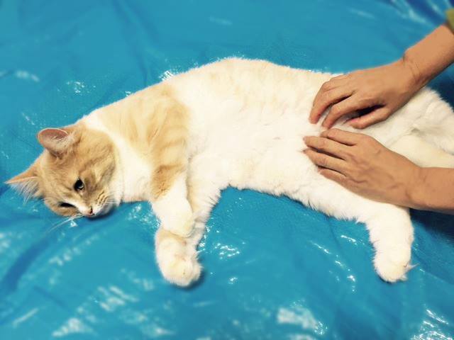 まろんアイキャッチ画像